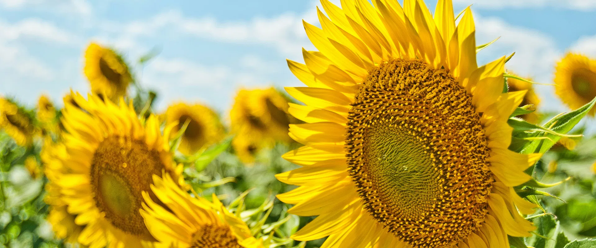 Летняя распродажа: скидки до 50%