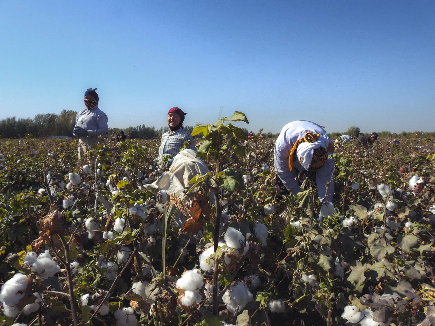 Dry up, cotton edge: how "white gold" changed the fabric of Uzbek life