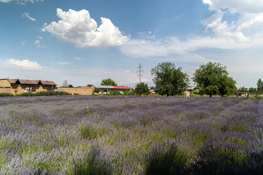 Лавандовая ферма в Самарканде. Фото: Евгений Сорочин / «Газета.uz».